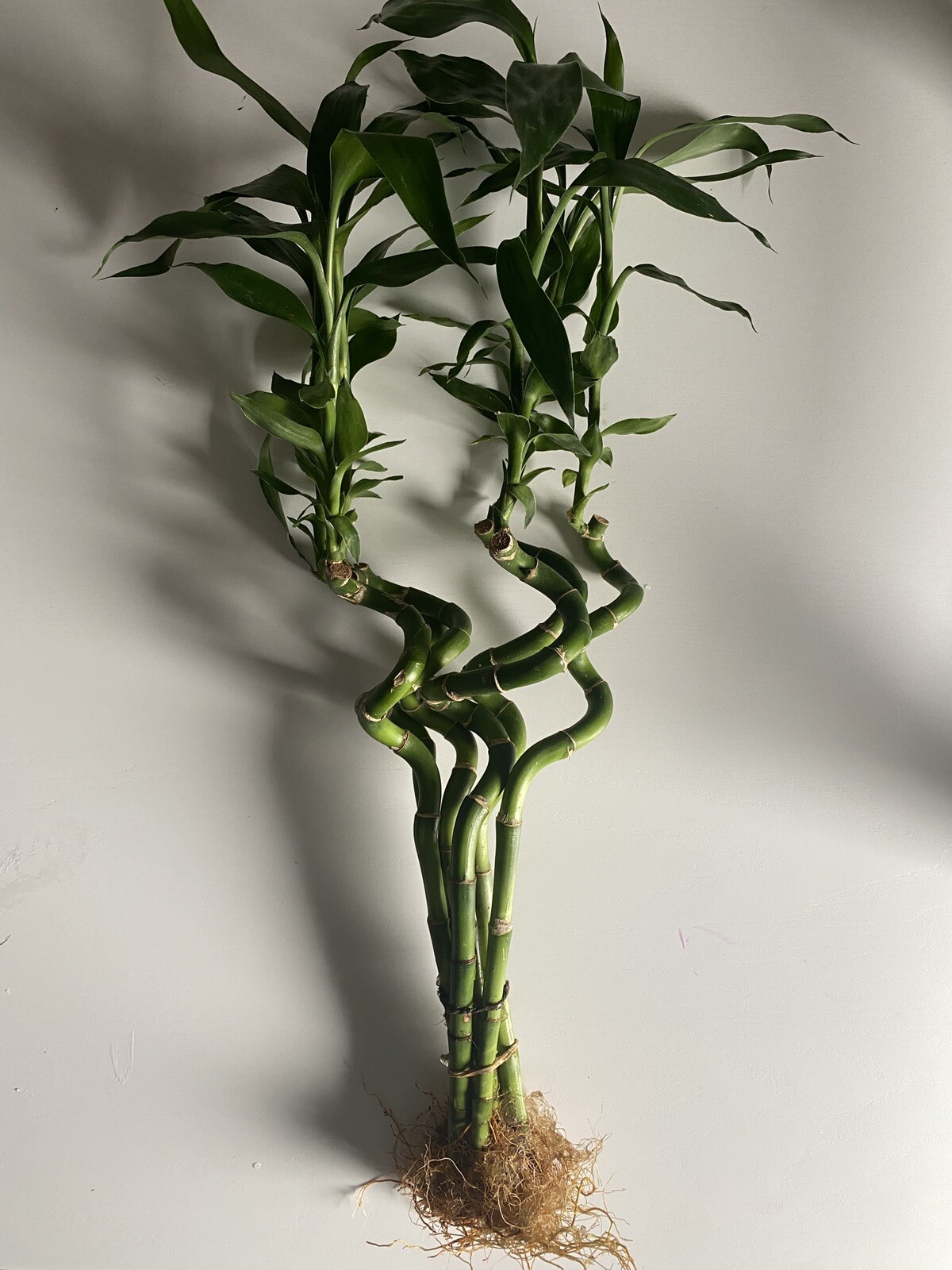 Unique Bamboo Spiral Stalk Live Plant For Terrariums, Vivariums, Home, & Garden!