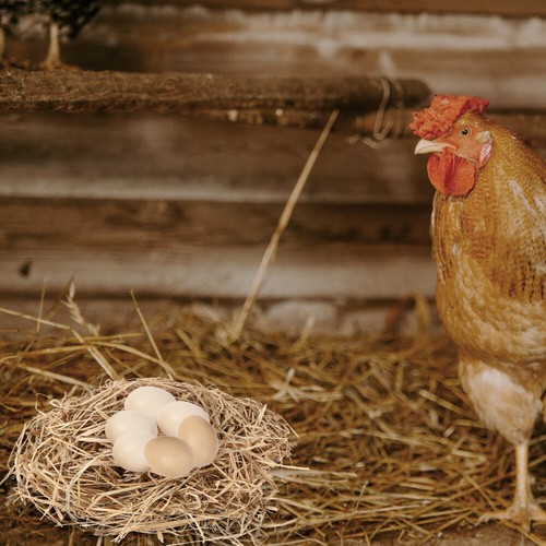 Streugras Baby Geschredderte Stroheinstreu Hühnernest Zerkleinertes - Bild 9 von 12
