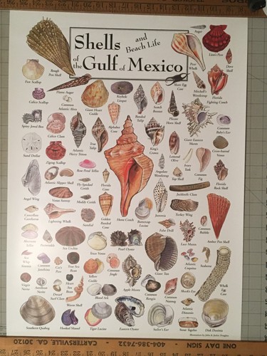 Muscheln der Golfküste Floridas 19 x 27 Poster von John & Jackie Douglas
