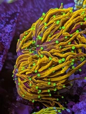 Single Head TSA Jester Insanity Rare Gold Torch 24K Live Coral LPS SPS Frag HG