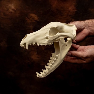 Thylacin Schädel Replik lebensgroß Tasmanischer Tiger Schädel Fossil Finish Modell