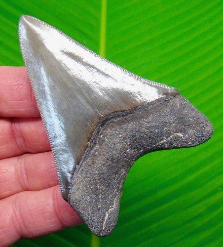 3.45 “ MEGALODON SHARK TOOTH REAL Fossil -  NO Restorations  - GEORGIA, USA