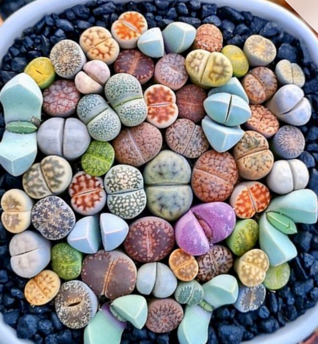 100Pcs Mixed Lithops Seeds Living Stones Succulent Plant Bonsai