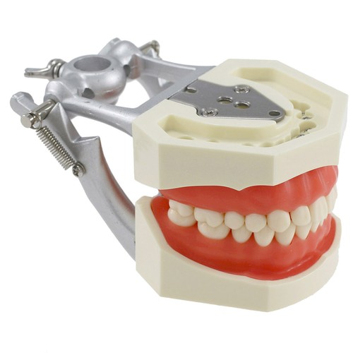 Dental Typodont Model NISSIN 200 500 28 32 Pcs Teeth Practicing For Muount Pole - Picture 2 of 44