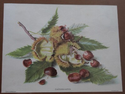 Castanea Sativa (Sweet Chestnut) - Lithograph Print, K. G. Lohse after Riefel