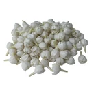 100 PCS Partially Bloomed Pikake Jasmine 01 for Jewelry Making  Craft Supplies