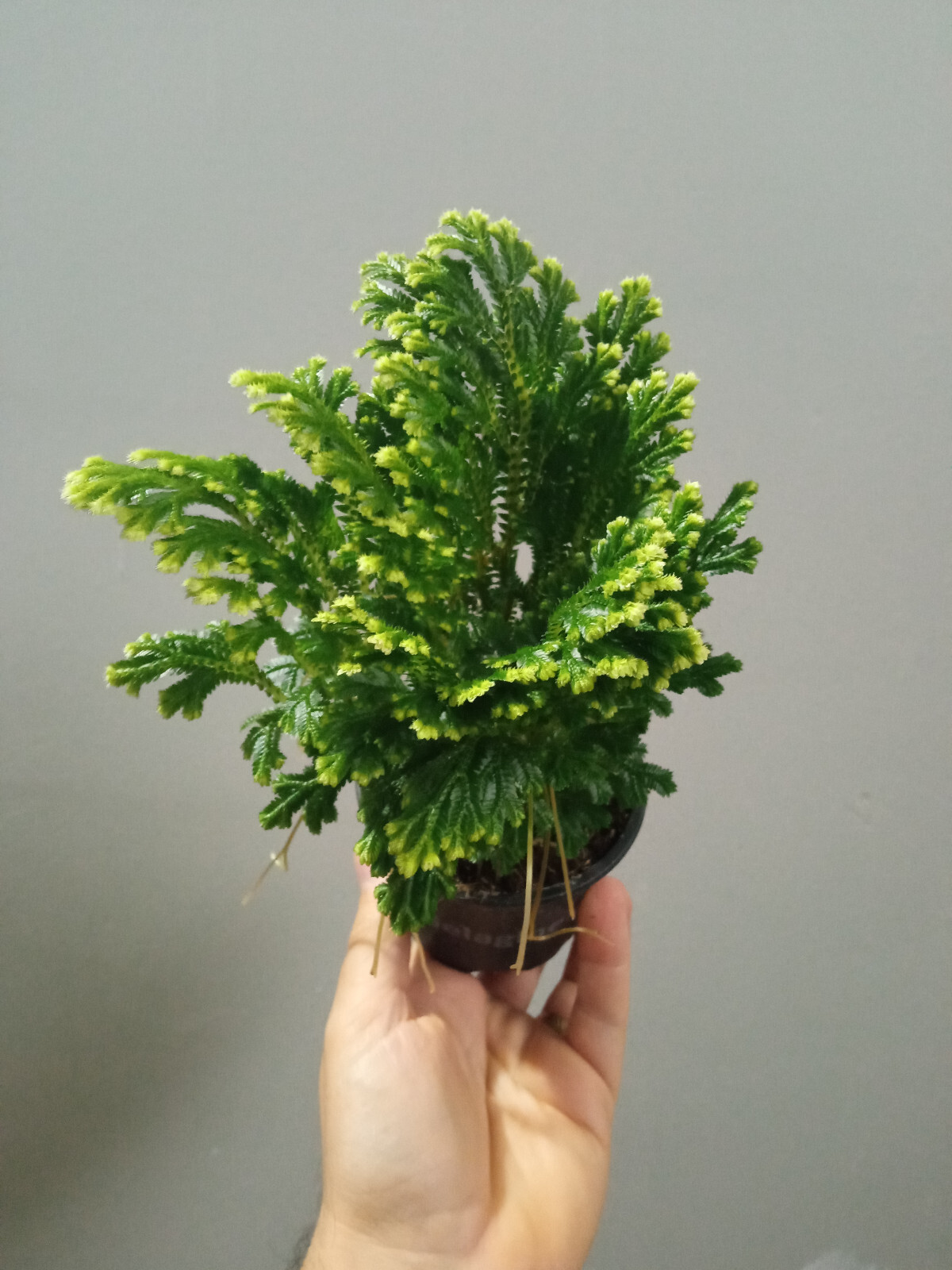 Selaginella Martensi Jori planta musgo planta con hojas de interior terrario
