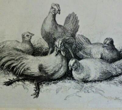 William Samuel HOWITT (1756-1822) Radierung: FARM ANIMALS - CHICKENS