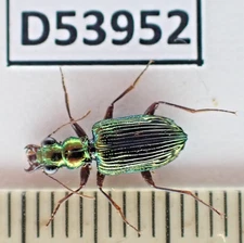 D53952. Insects, Carabidae sp. Vietnam, Cao Bang