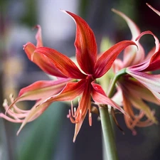 Easy to Grow Amaryllis Sumatra Plant Bulb Indoor Holiday Outdoor Zones 9-11