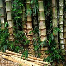 10 DENDROCALAMUS STRICTUS BAMBOO - BAMBU -