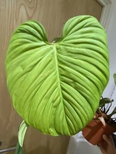 Philodendron Fuzzy Indoor Rare Plant, Giant Leaves Fully Rooted Big Plant