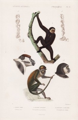 Gibbon Red-tailed monkey Affe Affen Primaten engraving Stahlstich Cuvier 1849