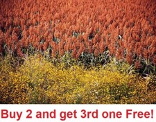 100 Rox Orange cane seeds