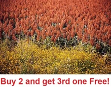 100 Syrup ROX ORANGE SORGHUM Waconia Sugar Cane Bicolor Vegetable Grain Seeds