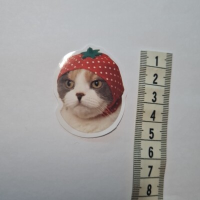 Cat Meme Funny Cute Derp Silly Hat Glanz Sticker Aufkleber Sammeln Geschenk Neu
