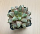 New ListingHaworthia Black Obtusa Hybrid Succulent Plant in 3"Pot