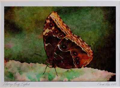720036 Common Morpho Morpho Peleides Limited Edition Aquarelldruck