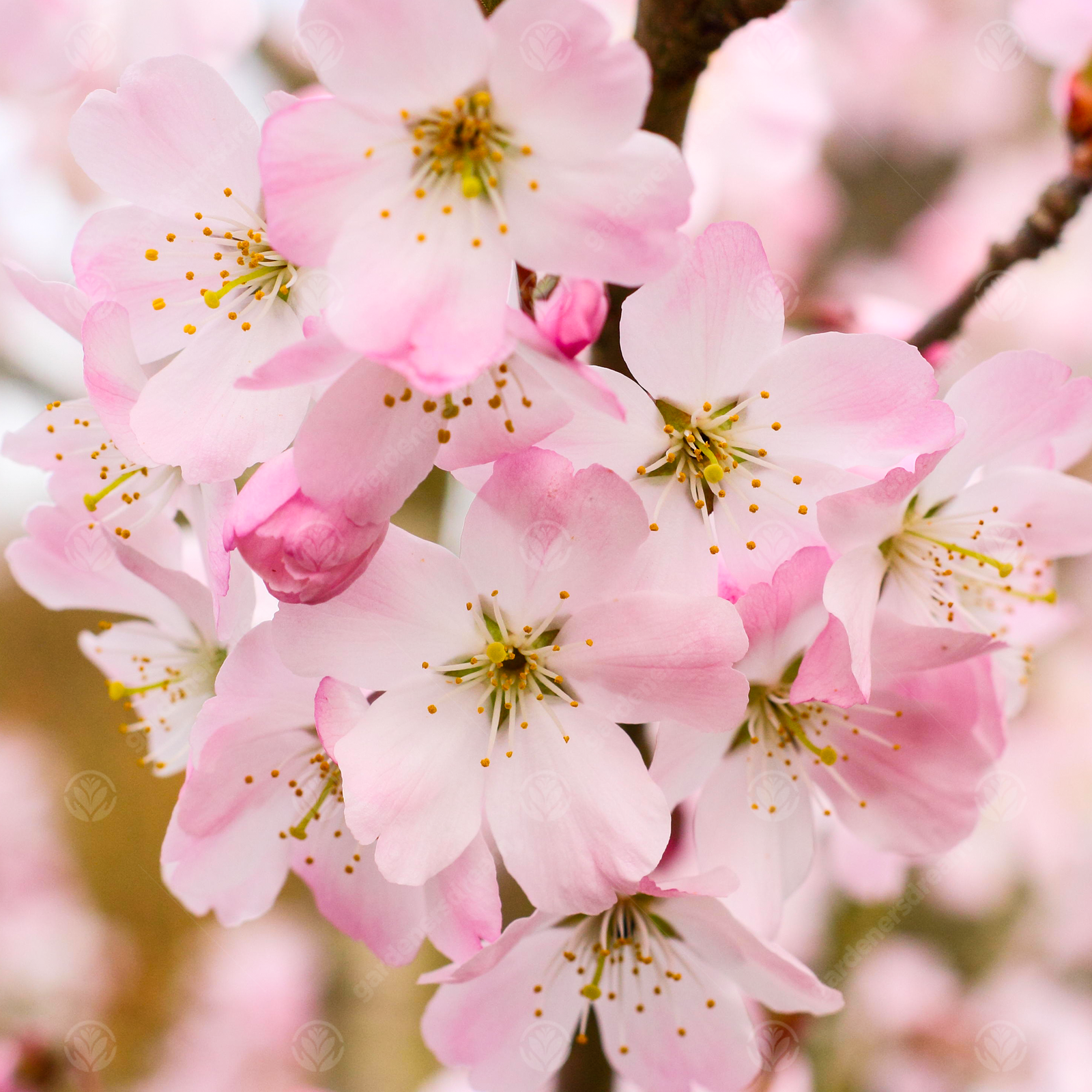 Gardeners Dream Prunus Pandora | Flowering Cherry | Ornamental Garden Tree | 5-6Ft - Image 2