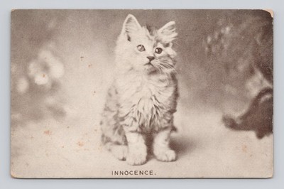 Cat Postcard Kitten Innocence ~ 1907
