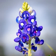 75 Texas Bluebonnet Seeds - Heirloom NonGMO Stunning Blue Texas Wildflower