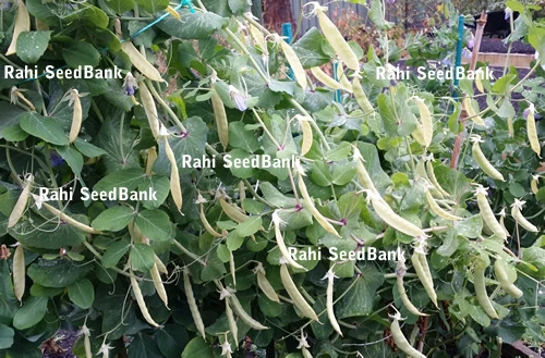 Golden-Yellow Snow Peas - A Rare & Most Desired Beautiful Peas Variety - 5 Seeds - Picture 5 of 12