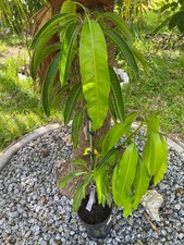 IRWIN GRAFTED MANGO TREE  14 MO'S OLD LIPPENS X HADEN MANGIFERA INDICA