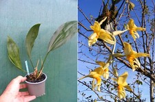 Stanhopea graveolens, orchidée, Orchid