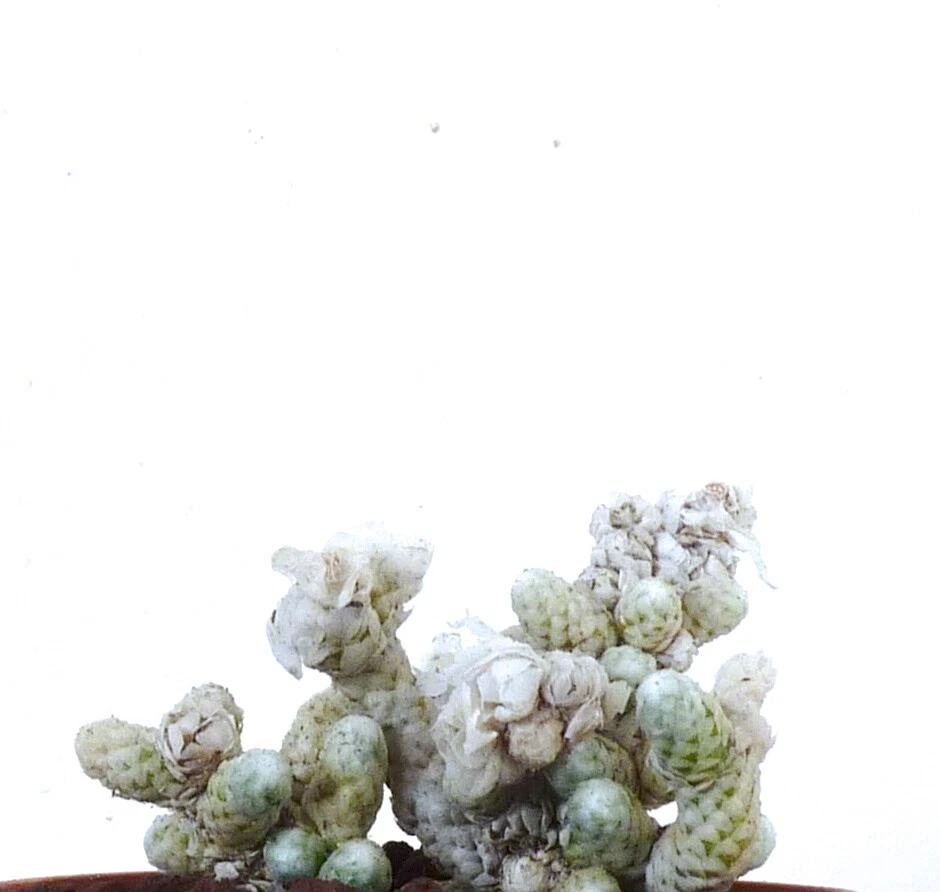 rare Anacampseros albissima SUPER white cluster !!! no variegated agave 9830 - Image 4 of 4