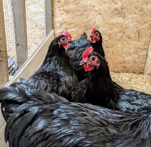 6 X Black Australorp Hatching Eggs Show Stock LF - Picture 4 of 6