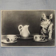 CAT Soviet porcelain tea tableware Vintage Russian photo postcard USSR 1957🐱