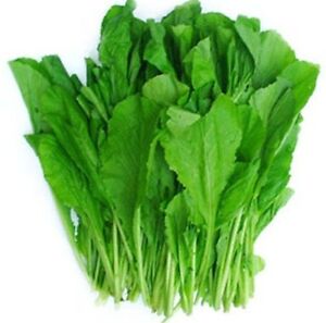 Vegetable chinese Mustard Green ,Gai Choy seeds,cai be xanh,1 OZ=13000 ...