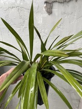 Cymbidium Sarah Jean  Ice Cascade  Specimen 10 growth