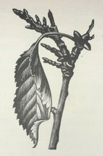 CHERRY TWIG LEAF Print of a Woodcut By C. LEIGHTON Vintage 
