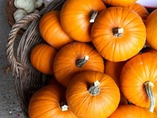 Vegetable Seeds -Small Sugar Pumpkin 100 Seeds -Wholesale Bulk Price
