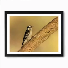 Female Downy Woodpecker 1 Art Print Framed Wall Art Poster Canvas Print Picture