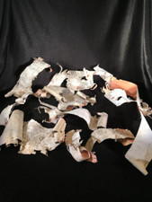 White Birch Bark, 10 Pieces, Assorted Sizes