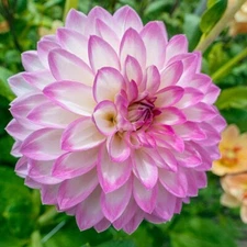 1 - Decorative Dahlia ARBATAX Flower Bulb Tuber Clump * MULTIPLE UNIQUE BLOOMS