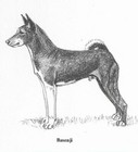 Basenji - Custom Matted - 1962 Vintage Dog Art Print - Cook