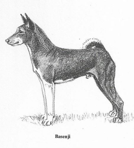 Basenji - CUSTOM MATTED - 1962 Vintage Dog Art Print - Cook