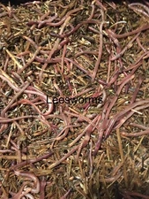 1lbs Red wiggler Composting worms