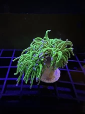 Live Coral Euphyllia Torch Green 1 Head