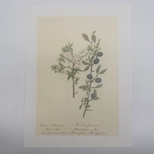 Vintage Blackthorn Plant Art Book Print Lithograph Unframed