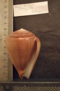 COLLECTION COQUILLAGE : CONUS BUXEUS