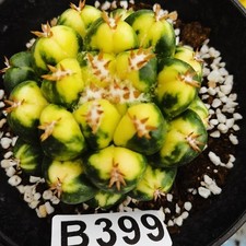 No rooting ！----------  Ariocarpus-Copiapoa cinerea/Astrophytum asterias