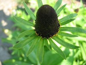 Details About Rare 8 Graines De Rudbeckia Vertrudbeckia Occidentalis Green Wizardx150 Seeds