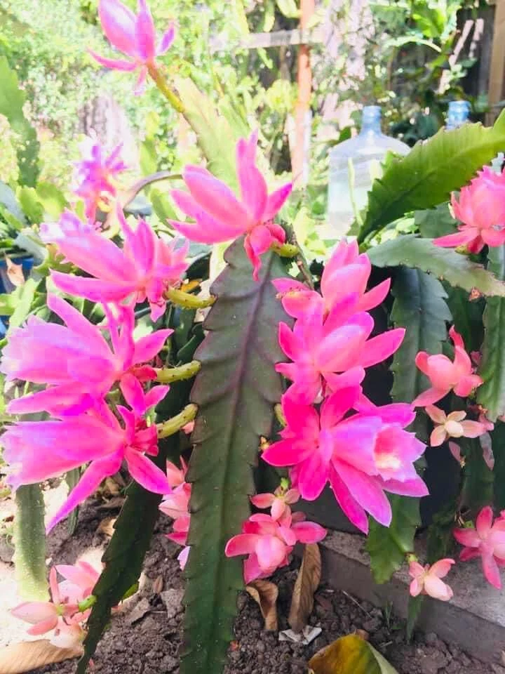 Rare orchid cactus German Empress Epiphyllum rooted live plants Fresh cutting