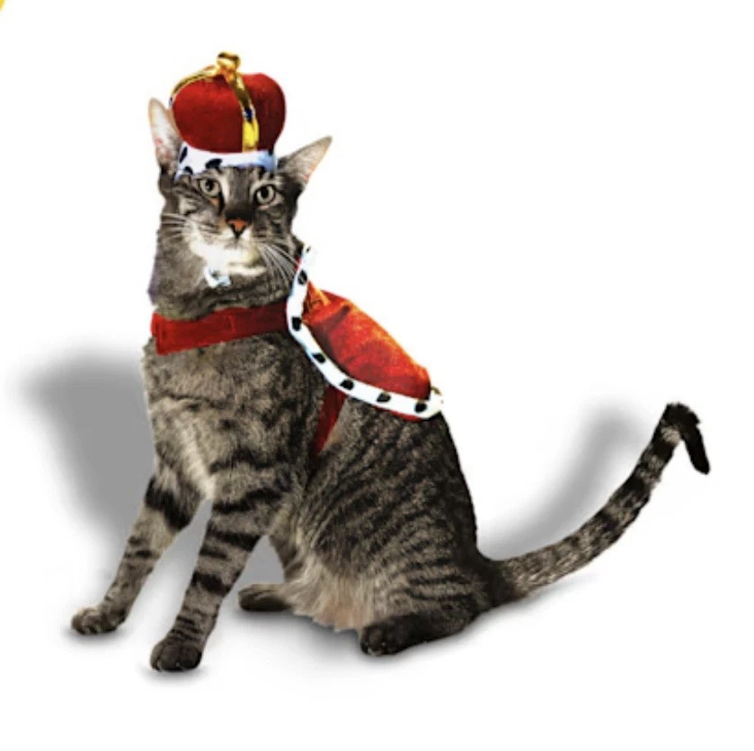 Bootique King Cat 万圣节服装 皇家 2 件套 开普皇冠帽子 中号  — 第 2/4 张图片