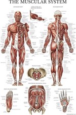 Muscular System Anatomical Poster Muscle Anatomy Chart
