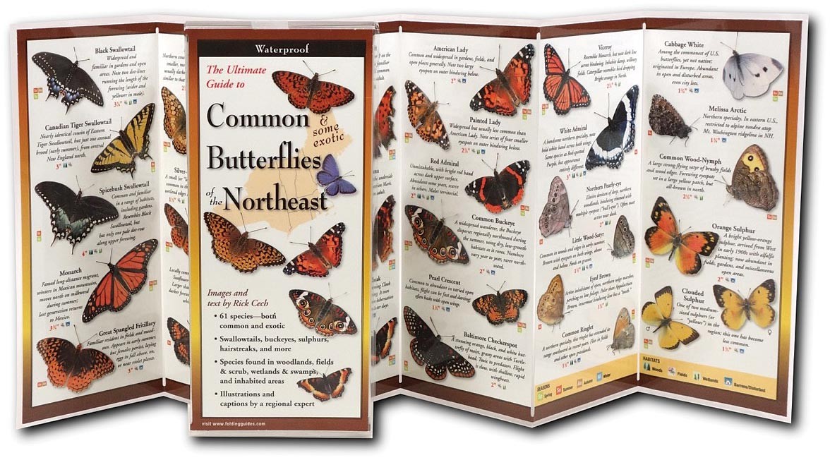 Northeast Guide to Earth, Sky & Water Animals: Butterflies | Nature, Wildlife &